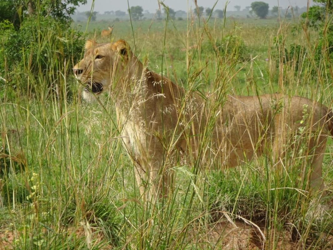 10 Days - Uganda Ultimate Luxury Experience 4