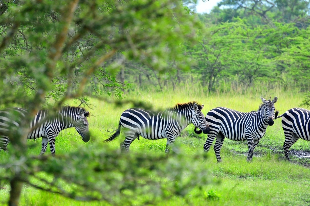 10 Days - Uganda Ultimate Luxury Experience 5