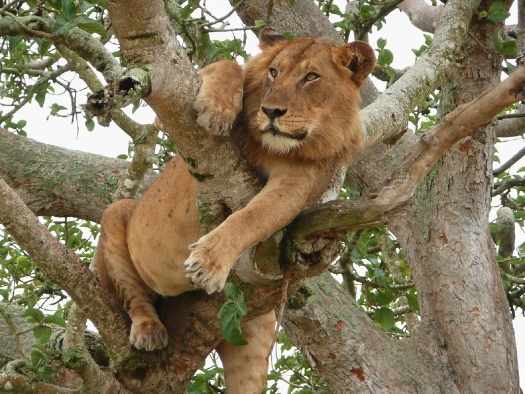 10 Days - Uganda Ultimate Luxury Experience 6