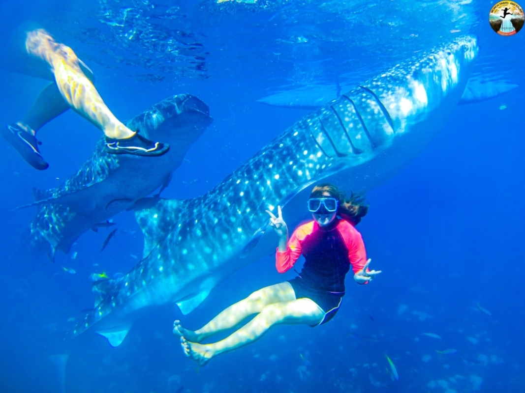 Cebu: Swim with Whale Sharks and Kawasan Canyoneering 1