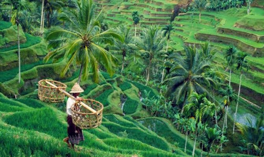 Monkey forest, Rice terrace, Tirta empul, Waterfall 3