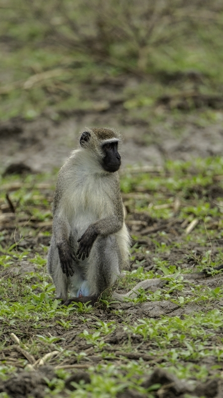 Nyerere National Park – The Best 1 Day Safari From Zanzibar 5