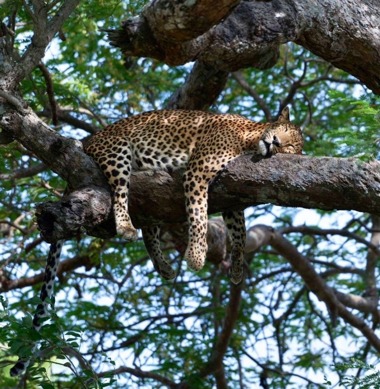 Yala Safari 5 Day 5