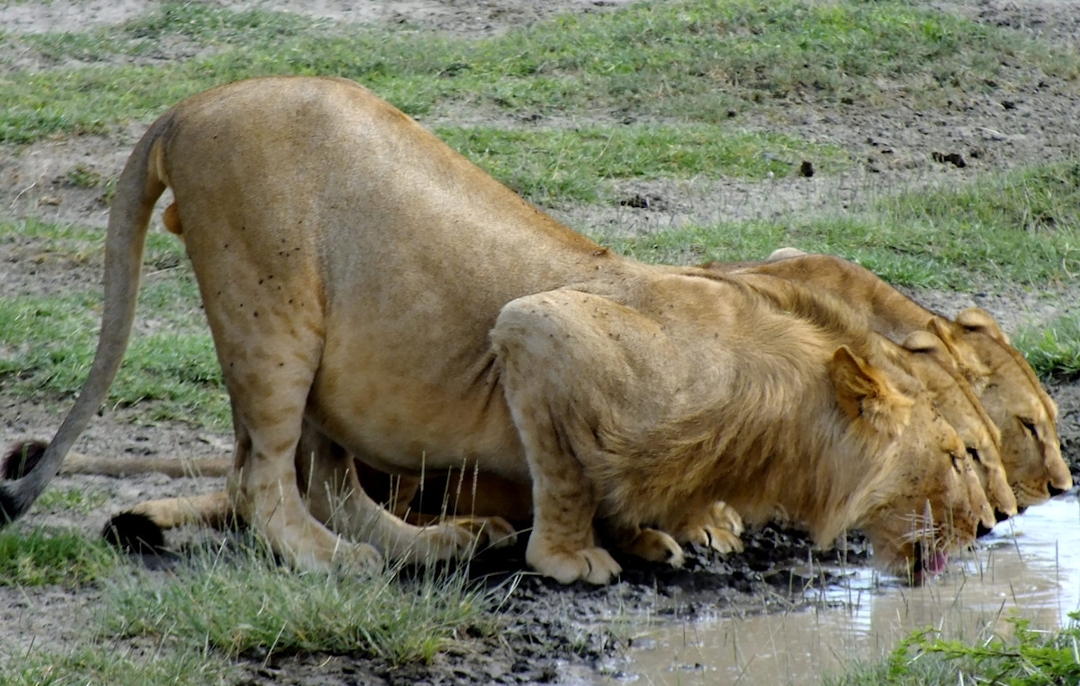 Tanzania Classic Safari Tour 4