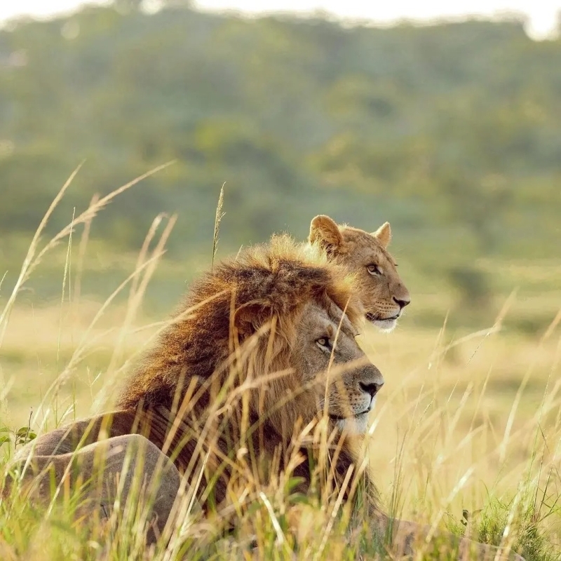 Explore the Heart of Kenya: 4 Days in Tsavo & Amboseli National Parks 5