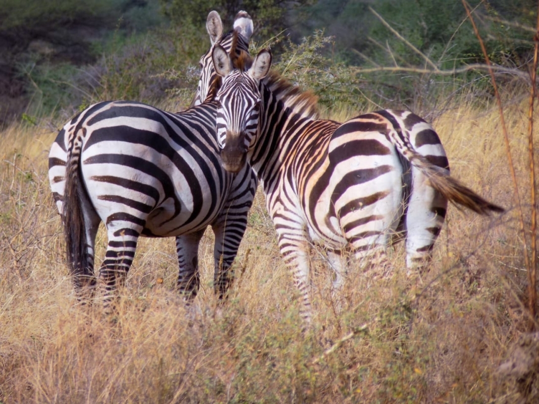 Explore the Heart of Kenya: 4 Days in Tsavo & Amboseli National Parks 7