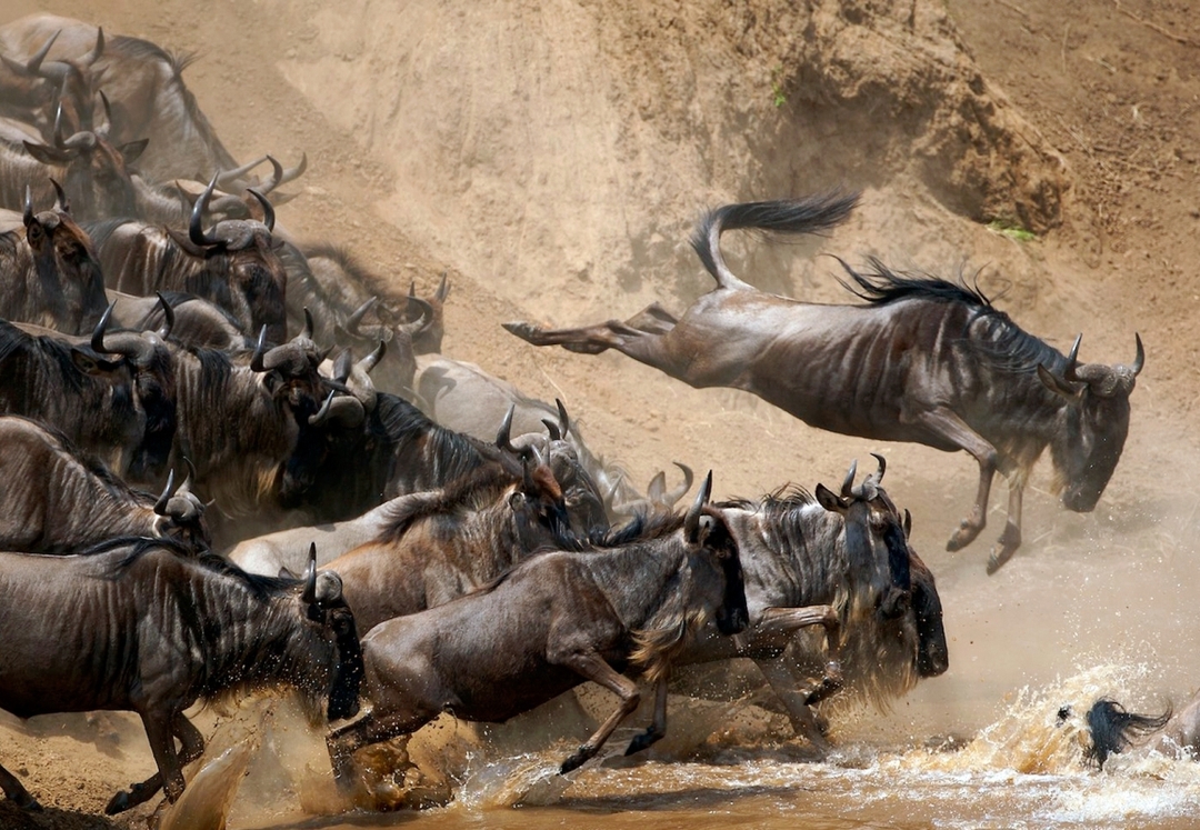 7-Day Budget Group Safari: Explore Masai Mara, Nakuru, Naivasha & Amboseli 5