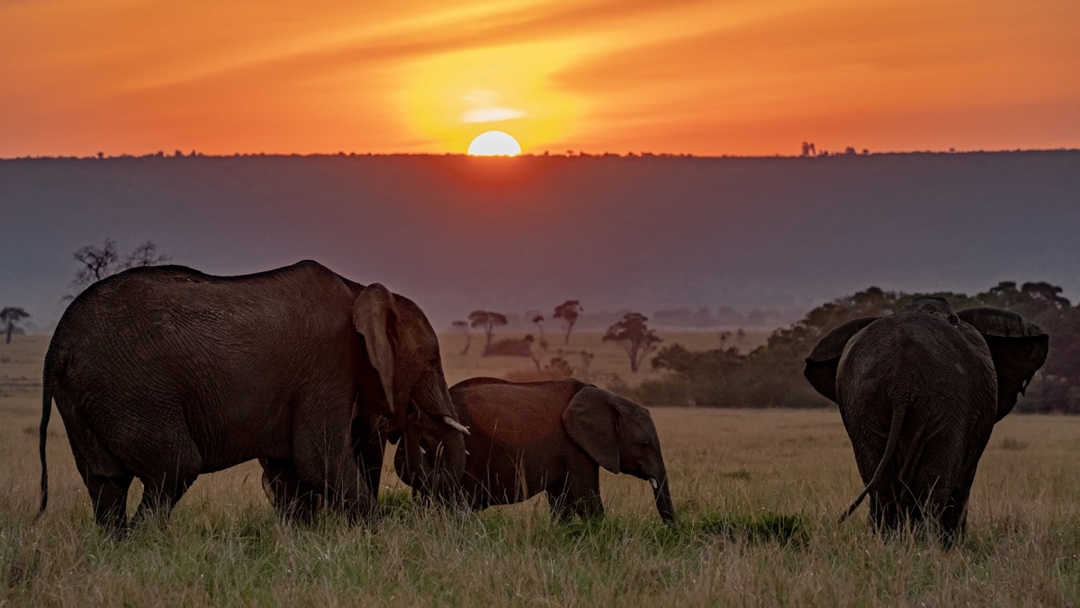 Exclusive 5-Day Safari from Nairobi: Aberdare, Nakuru & the Wild Masai Mara 10