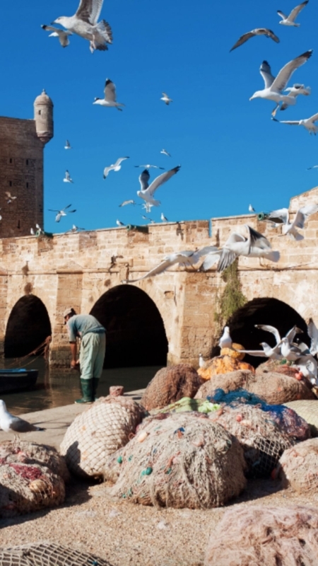 From Marrakech To Essaouira Mogador Full Day Trip | Share Group Tour 5