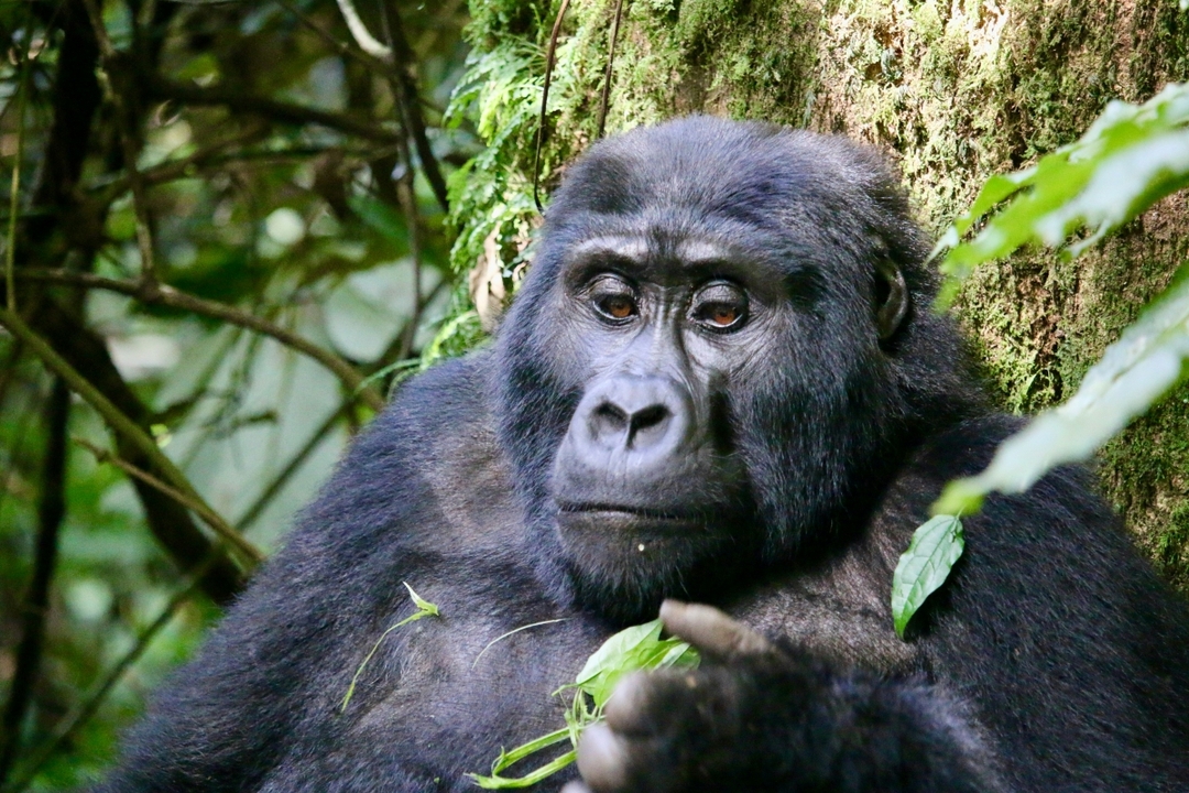 8 Day Gorilla & Chimps Wildlife Safari 3