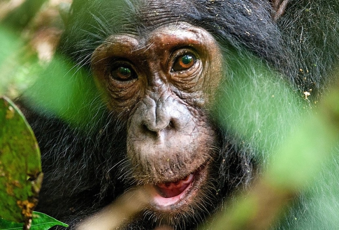 8 Day Gorilla & Chimps Wildlife Safari 8