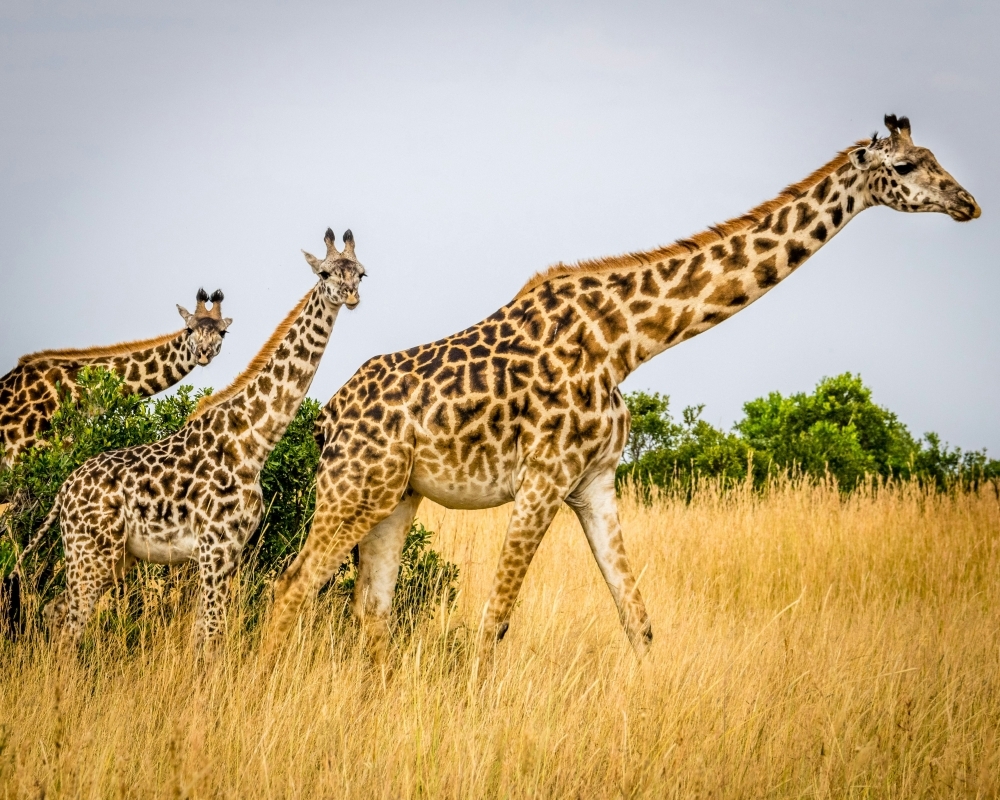 6 Day Uganda Primate Safari and Wildlife Tour 2