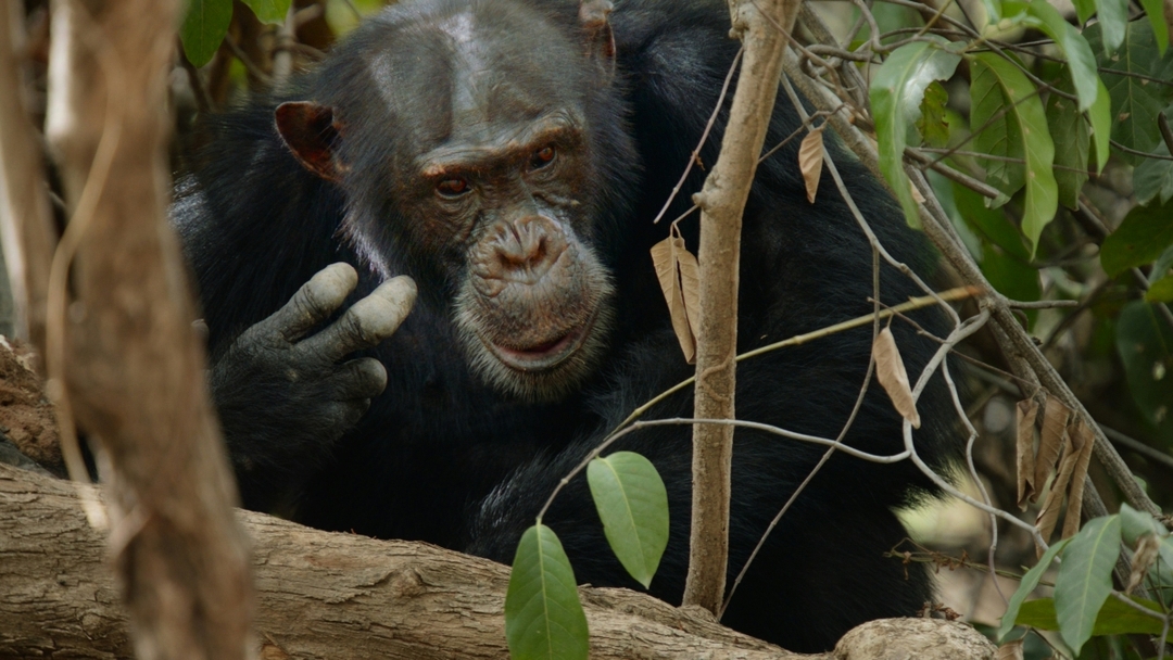 6 Day Uganda Primate Safari and Wildlife Tour 1