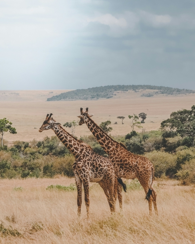9 Day Uganda Murchison Falls Big Five 5