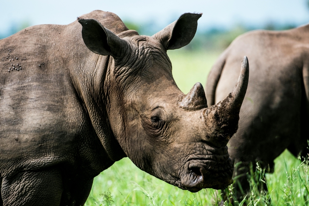 9 Day Uganda Murchison Falls Big Five 6