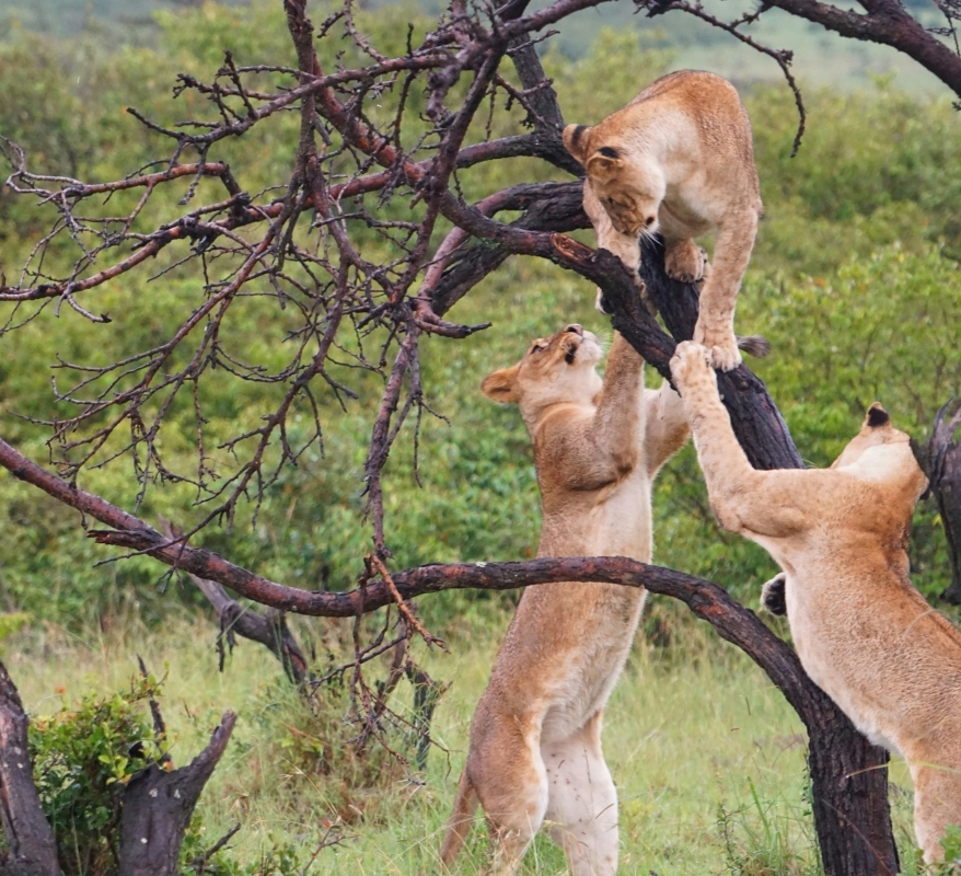 9 Day Uganda Murchison Falls Big Five 7