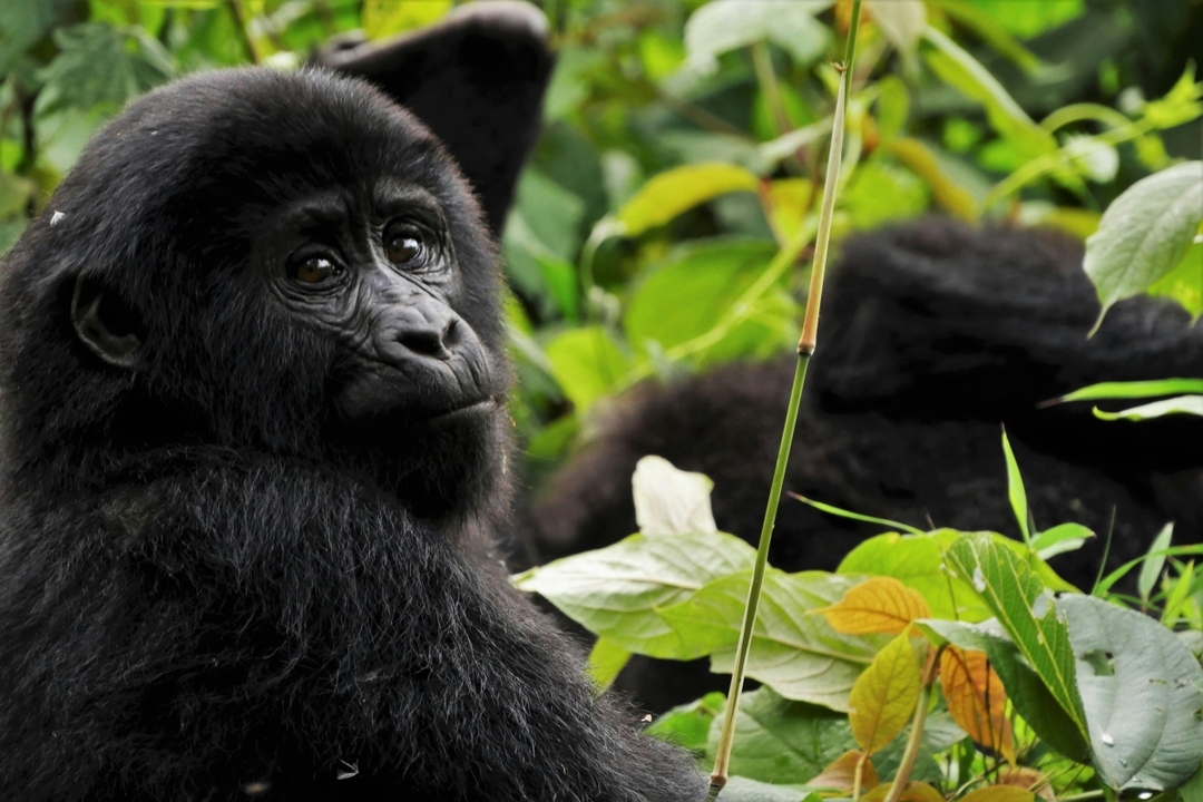 9 Day Uganda Murchison Falls Big Five 8