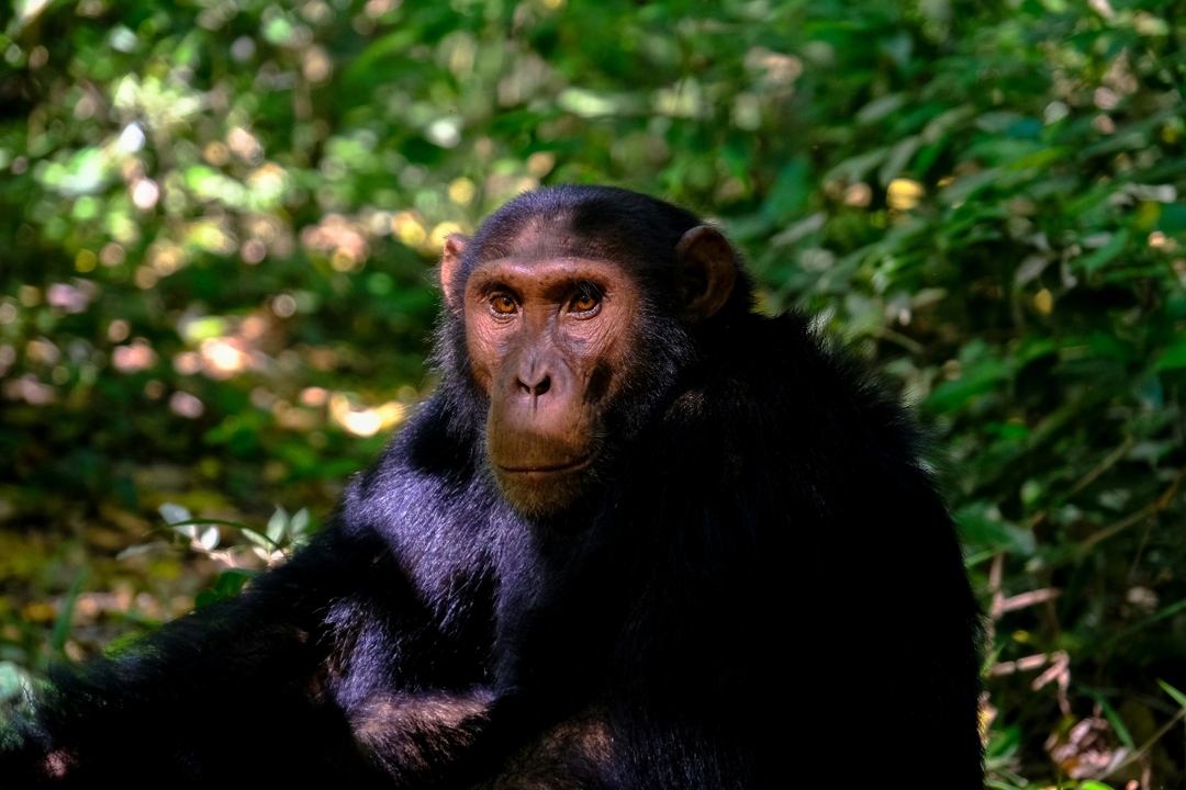 9 Day Uganda Murchison Falls Big Five 9