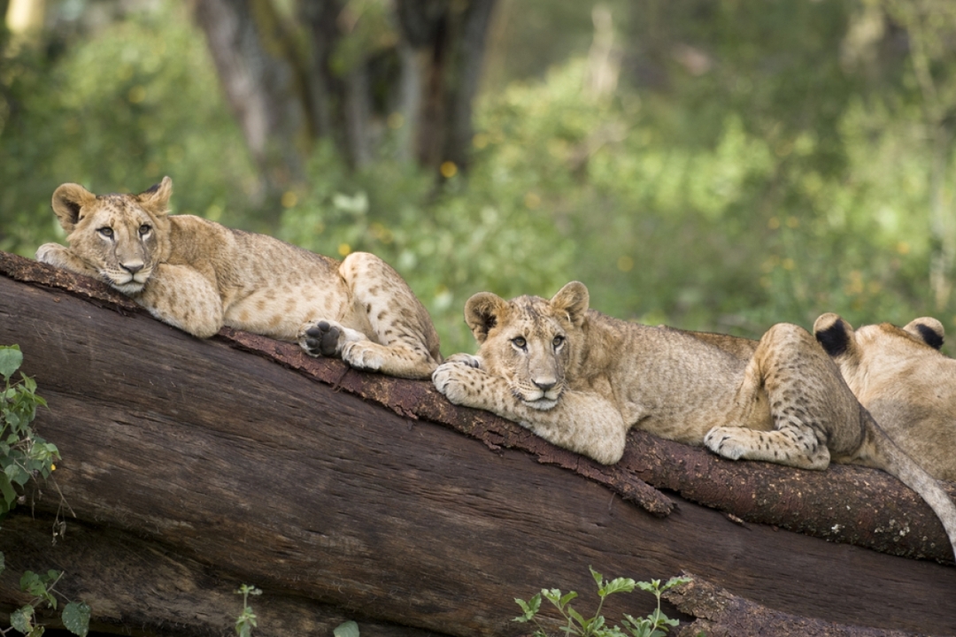 Marvels of Kenya Safari Tour 3