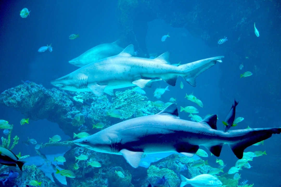 Aquaria Phuket Ticket 1
