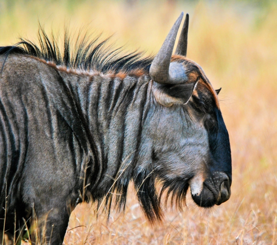 Classic 5-Day Safari – Maasai Mara, Lake Nakuru & Naivasha Rift Valley Circuit 5