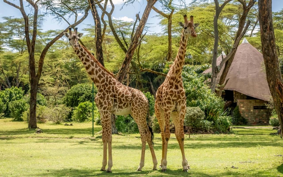 Wild & Scenic Kenya – A 7-Day Signature Safari 7