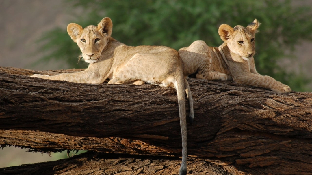 Wild & Scenic Kenya – A 7-Day Signature Safari 10