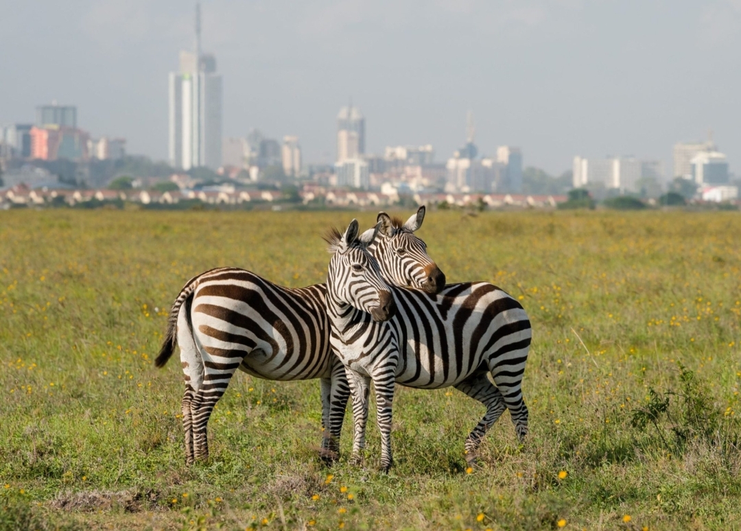 Honeymoon In the Wild 7