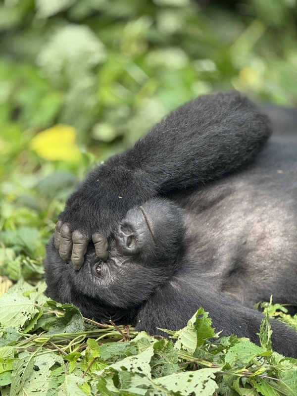 9 Days Big Five Gorilla Trekking & Chimpanzee Trekking Wildlife Safari to Uganda 1