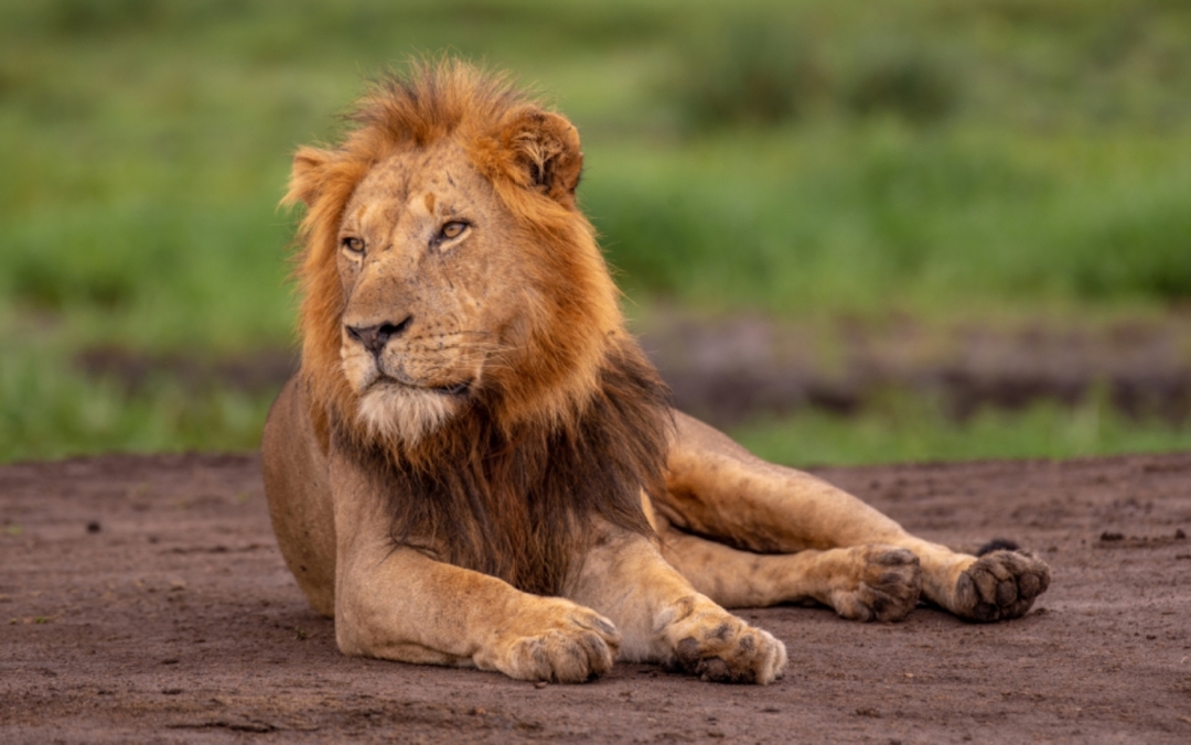 9 Days Big Five Gorilla Trekking & Chimpanzee Trekking Wildlife Safari to Uganda 2