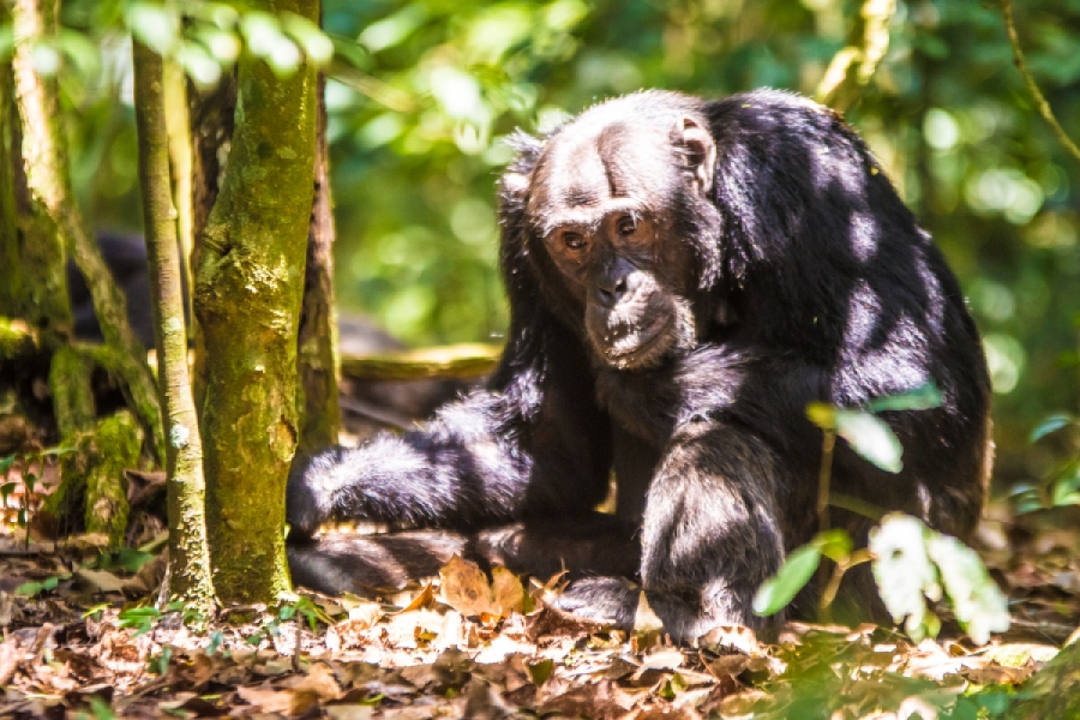 7 Days Gorilla & Chimpanzee Trekking Safari to Uganda 1