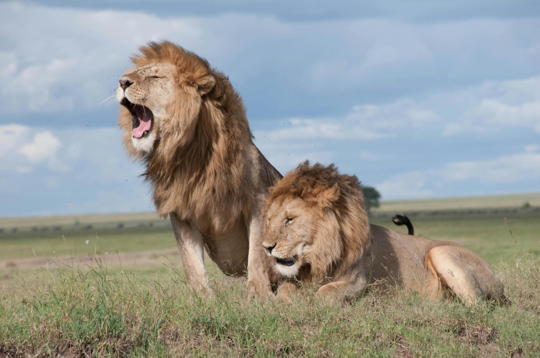 7 Days Mid Range Tanzania Safari 3