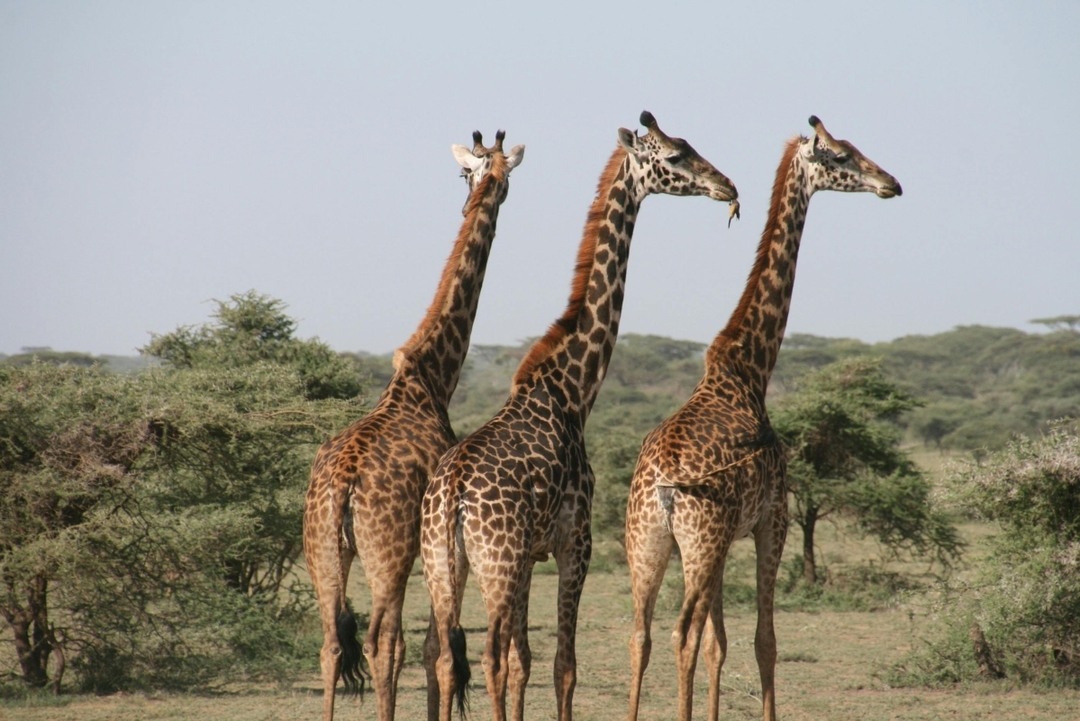 7 Days Mid Range Tanzania Safari 4