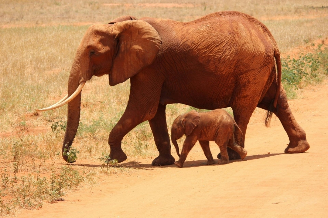 7 Days Mid Range Tanzania Safari 5