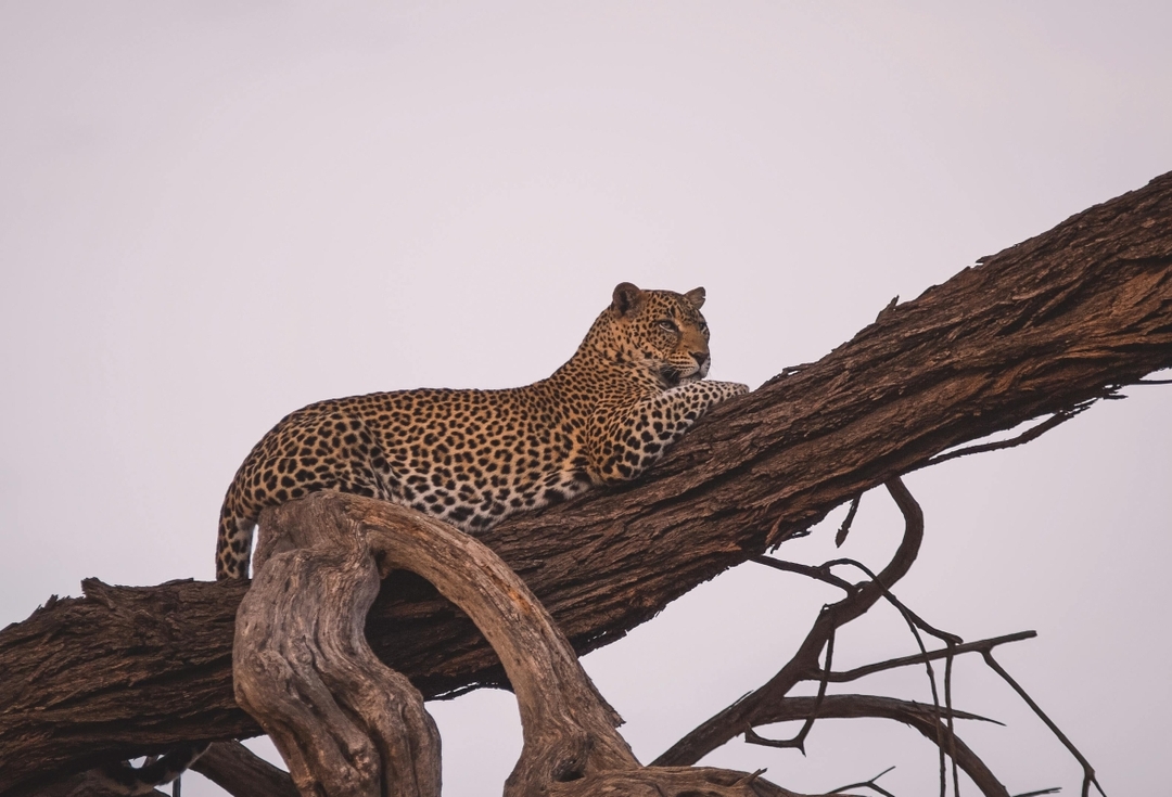 7 Days Mid Range Tanzania Safari 6