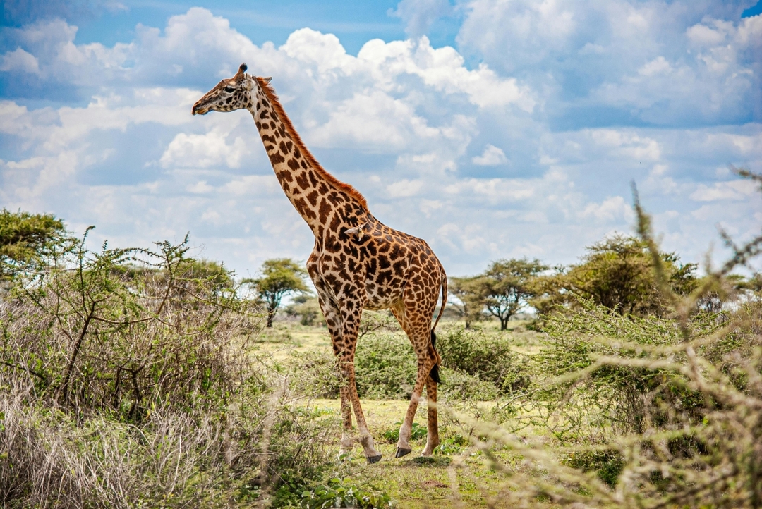 7 Days Mid Range Tanzania Safari 10