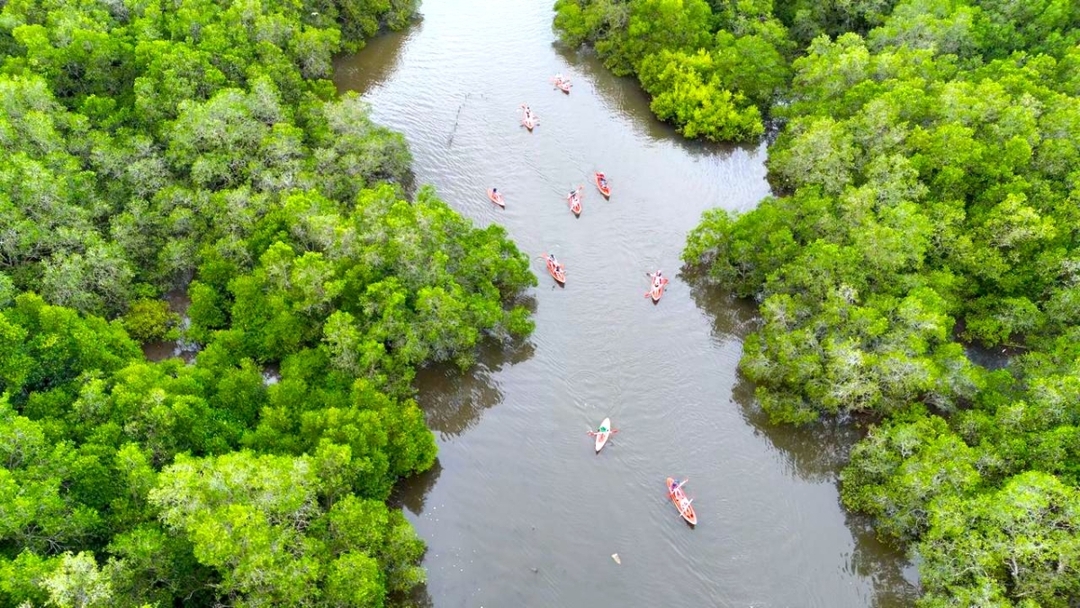 Bali Mangrove Canoeing Tour 3