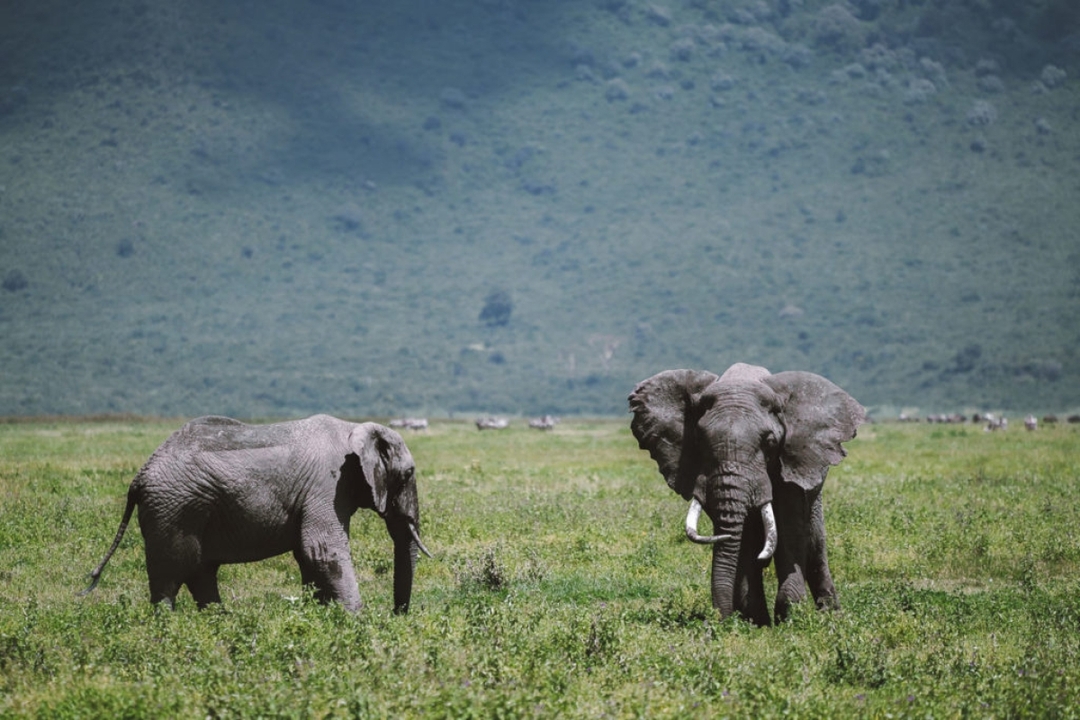 Ngorongoro Crater From Karatu 5
