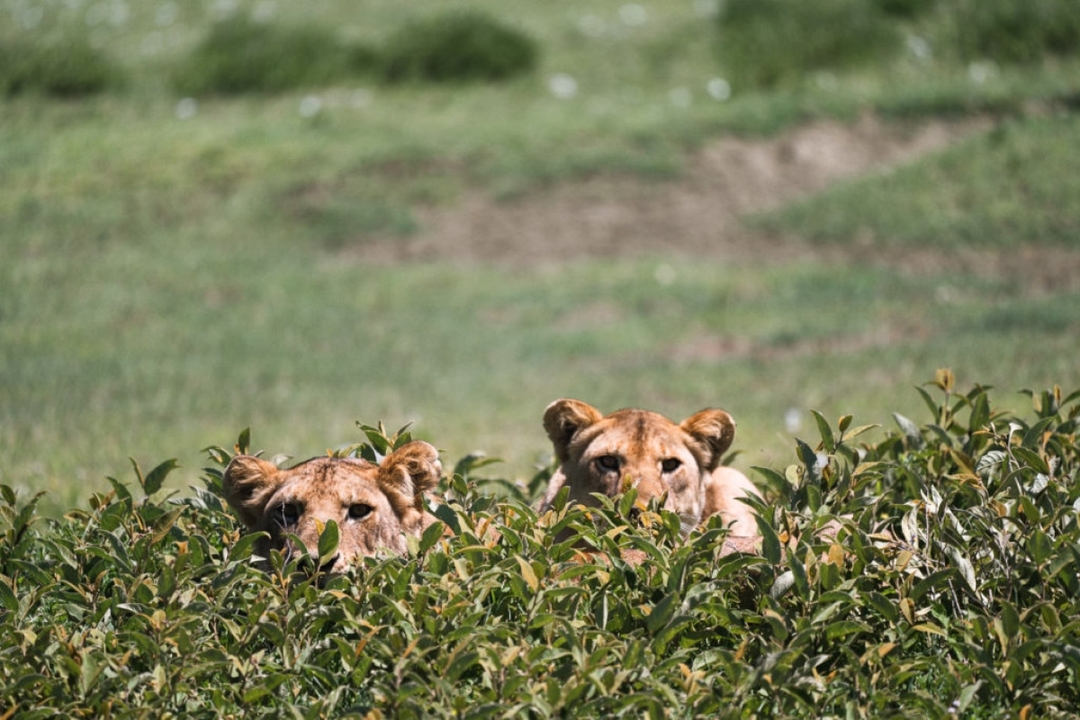 Ngorongoro Crater From Karatu 7