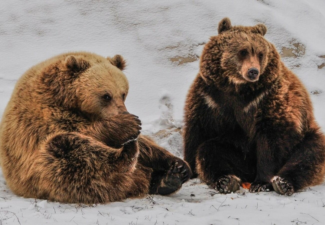Meet the Bears: A family daily trip from Tirana to Prishtina(Bear Sanctuary) 2
