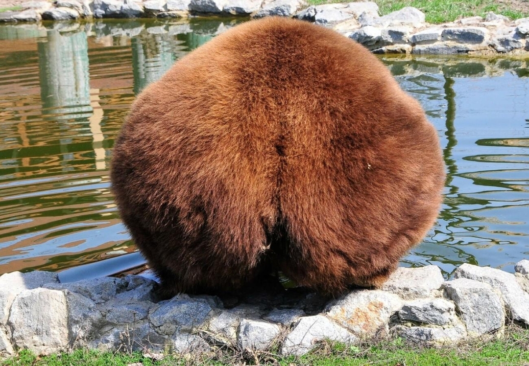 Meet the Bears: A family daily trip from Tirana to Prishtina(Bear Sanctuary) 3