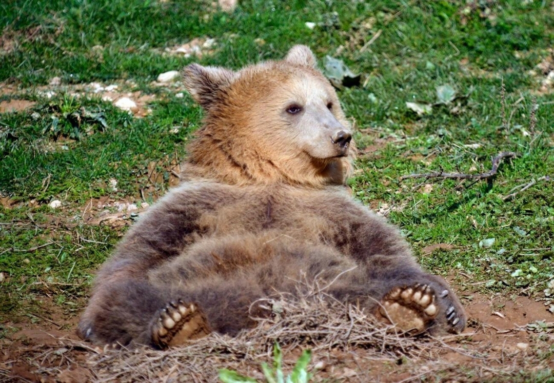 Meet the Bears: A family daily trip from Tirana to Prishtina(Bear Sanctuary) 4