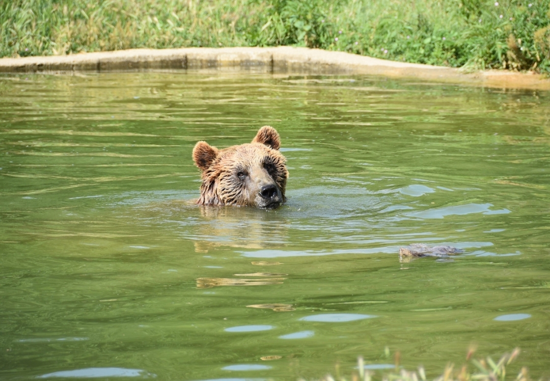 Meet the Bears: A family daily trip from Tirana to Prishtina(Bear Sanctuary) 5