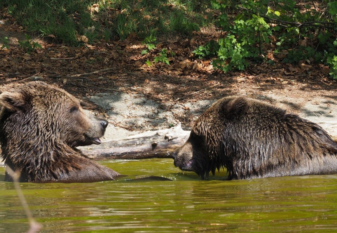 Meet the Bears: A family daily trip from Tirana to Prishtina(Bear Sanctuary) 6