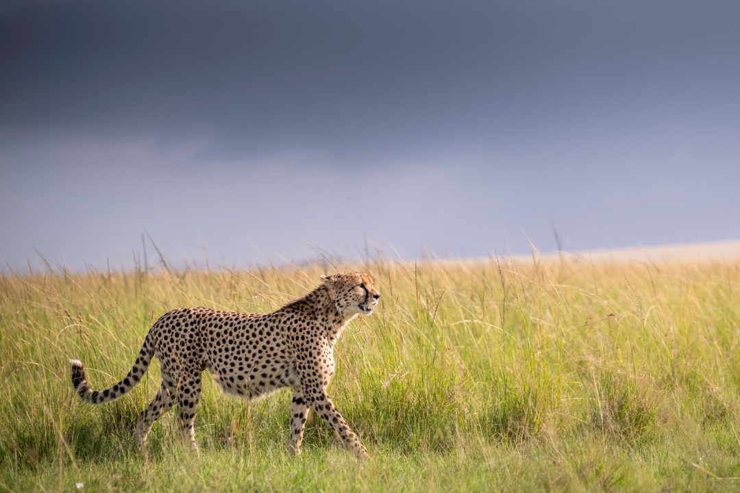 Wonders Of Kenya Safari 3
