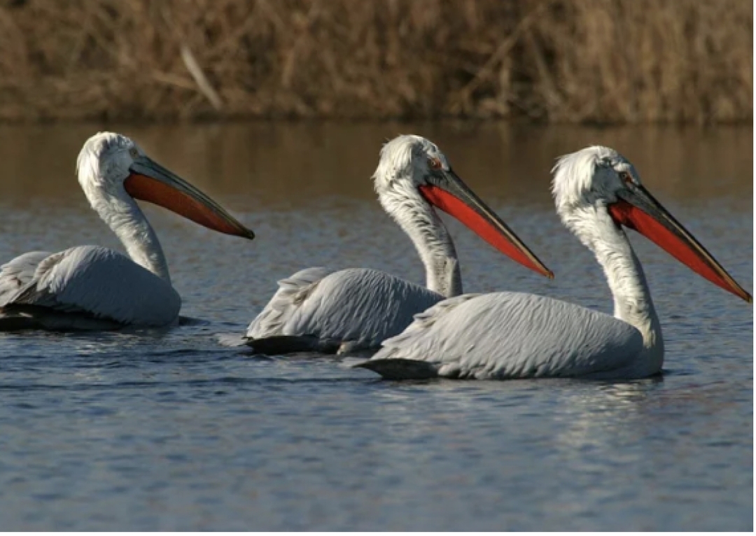 Fascinating Lake Skadar 3