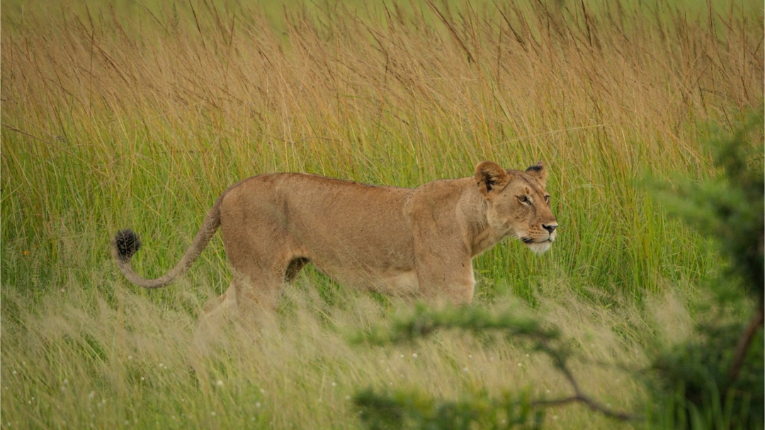 Unforgettable Mikumi day safari from Zanzibar 1