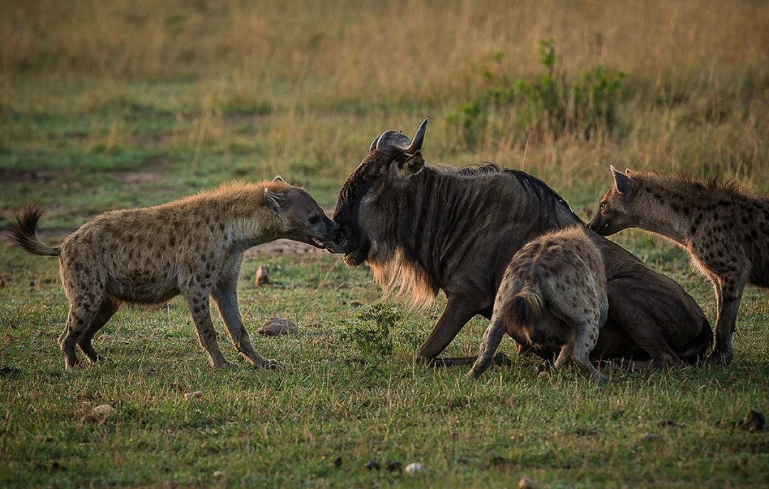 3 Days Classic Serengeti & Ngorongoro Safari 5