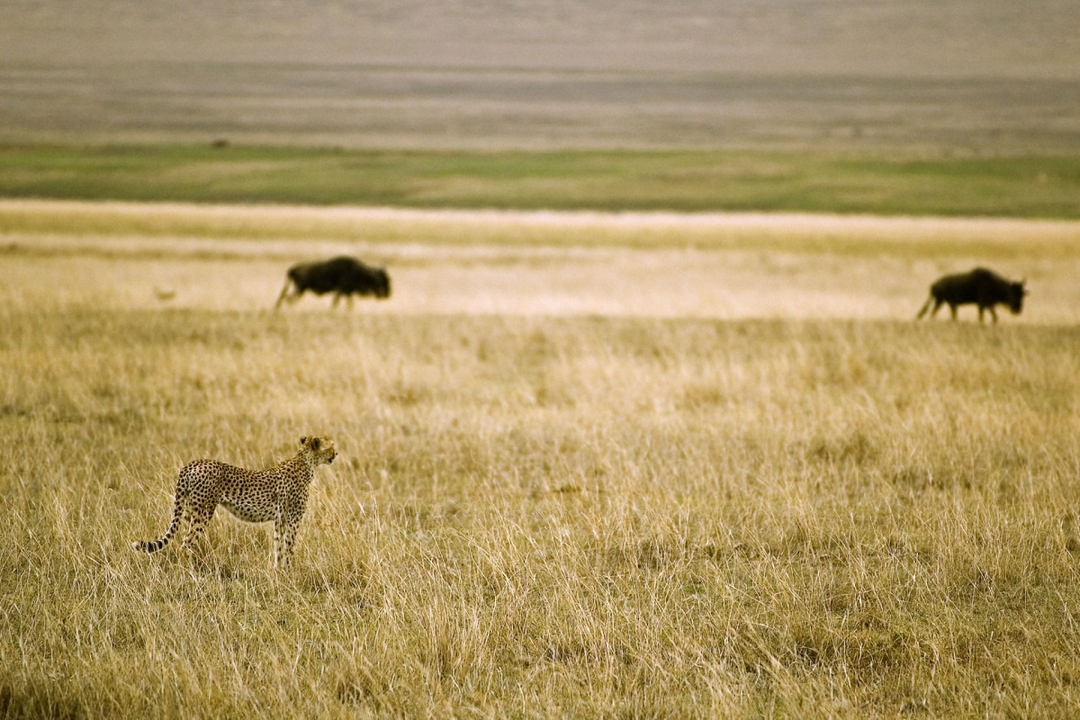 3 Days Classic Serengeti & Ngorongoro Safari 6