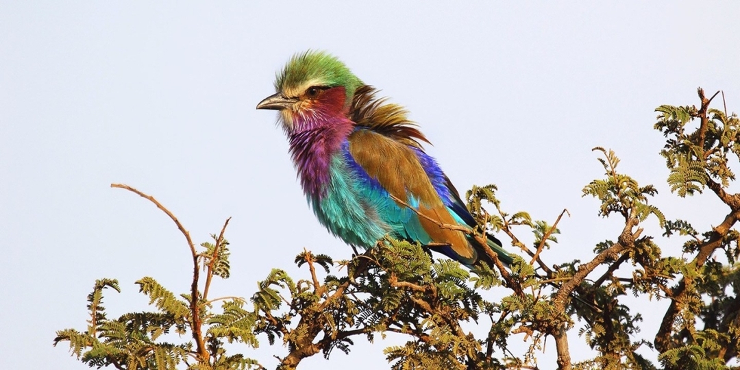 3 Days Classic Serengeti & Ngorongoro Safari 7